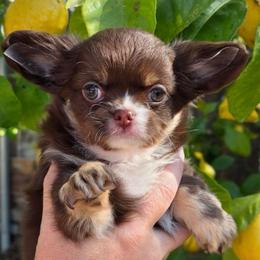 Prancer - Chocolate and tan male Chihuahua puppy in Citrus Heights, California from Golden State Chihuahuas