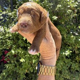 Huntington - Red  male Goldendoodle puppy in La Verne, California from Marshall Goldendoodles