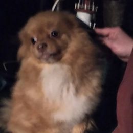 foxie - Pomeranian