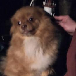 foxie - Pomeranian