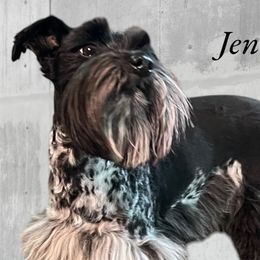 Jenny - Miniature Schnauzer