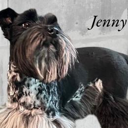 Jenny - Miniature Schnauzer