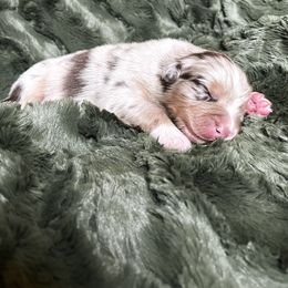 Australian Shepherd Puppies from Burdock Hill Australian Shepards