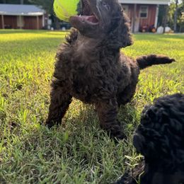 Poodle Puppies from Boon Hill Poodles