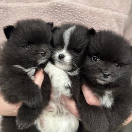 Pomeranian puppies from Puffball Poms