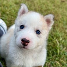 Mimic - Gray and white female Siberian Husky puppy in Virginia from Pride Rock Siberians