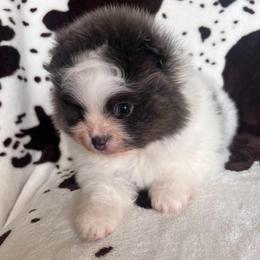Boy 1 - Blue parti male Pomeranian puppy in Newalla, Oklahoma from Classy Poms