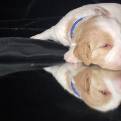 Australian Cobberdog Puppies from Heartland Hills Australian Cobberdogs