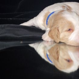 Australian Cobberdog Puppies from Heartland Hills Australian Cobberdogs