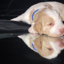 Australian Cobberdog Puppies from Heartland Hills Australian Cobberdogs