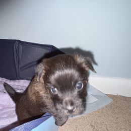 Cairn Terrier Puppies from Cook’s Cairn Terriers