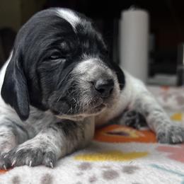 Flower - Blue ticked and tan female Bluetick Coonhound puppy in Wolf Creek, Oregon from Dejah Bleu Kennels