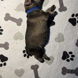 Boy 2 - Salt and pepper Miniature Schnauzer puppy in New York from Krystal