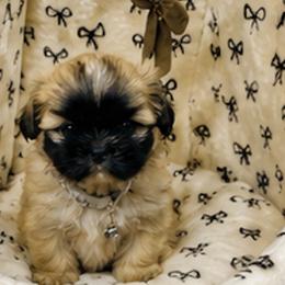 Chihuahuas, French Bulldogs, and Shih Tzus from Imperial Shih Tzu