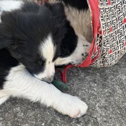 Border Collie Puppies from Roaring River Border Collies