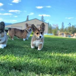 Pembroke Welsh Corgi Puppies from Top-Notch Paws