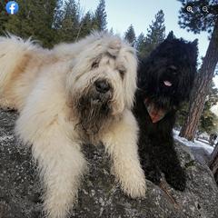 Bouvier des Flandres from Brenna Mooney