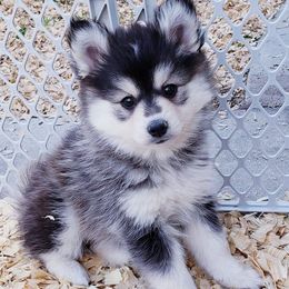 Pomskies from JC's Mitten Pomskies