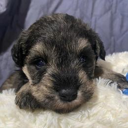 Skylark: Blue- Salt pepper with white chest male - Salt and pepper male Miniature Schnauzer puppy in Ravensdale, Washington from Serenity Schnauzers