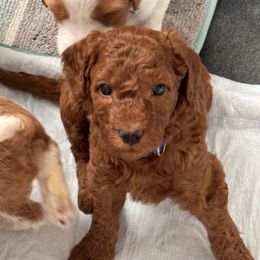 Casper red - Red  male Goldendoodle puppy in Lewisville, Texas from Zink Doodles