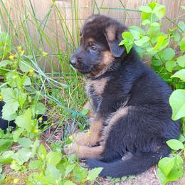 Red boy - Black and red male German Shepherd puppy in Stevenson, Washington from Sundance Shepherds