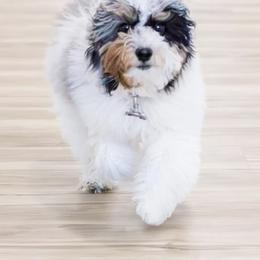 Angel - Goldendoodle