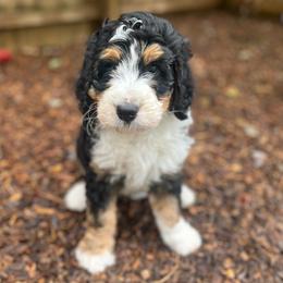 Jasmine - Tri-color female Bernedoodle puppy in Harpers Ferry, West Virginia from Oso Perfect Poodles and Doodles