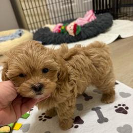 Boy 2 - Gold male Shihpoo puppy in Cedar Springs, Michigan from Pridespoodles