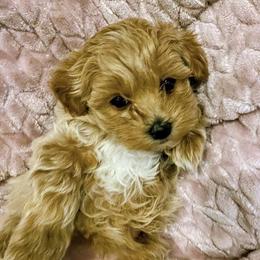 Darling - Cream female Maltipoo puppy in Utica, Ohio from Poodle Me Crazy