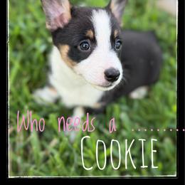 Cookie - Black and white female American Corgi puppy in Nortonville, Kansas from Low Riders Corgis & Mini Aussies