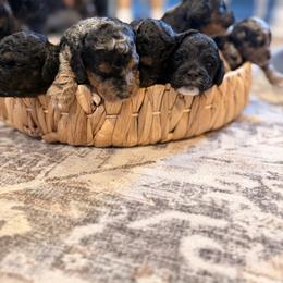 Cockapoo and Goldendoodle Puppies from Jax Doodles