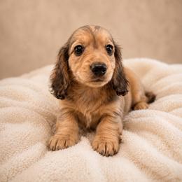 Curley (shaded cream) - Cream male Dachshund puppy in Sebring, Florida from Mini Weenies
