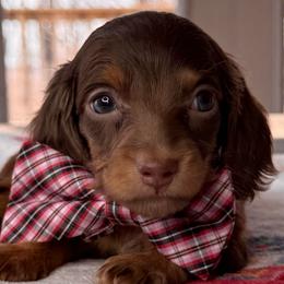 Moose - Chocolate and tan male Dachshund puppy in Wallingford, Kentucky from Hensley Homestead Dachshunds