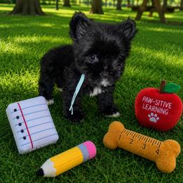 Ash - Liver male Yorkshire Terrier puppy in Flowood, Mississippi from Prissy PawPals