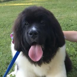 Newfoundlands from Sea Bound Newfoundlands