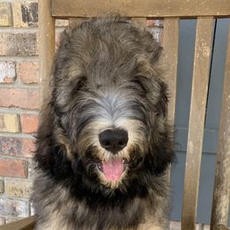 Danny - Tri-color Bernedoodle puppy in Beaumont, Texas from Bluemoon Bernedoodles