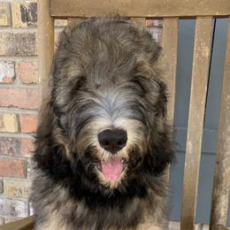 Danny - Tri-color Bernedoodle puppy in Beaumont, Texas from Bluemoon Bernedoodles