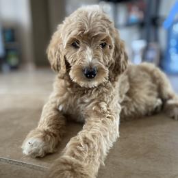 Aussiedoodle and Goldendoodle Puppies from Cuddly Doodles