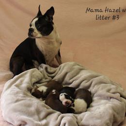 Boston Terrier Puppies from Jeanne Campbell