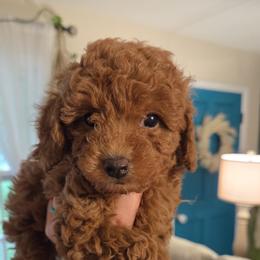 Poodle Puppies from Yates Family Farm