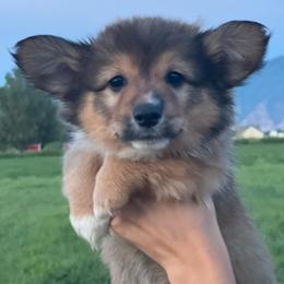 Jettson - Sable male Pembroke Welsh Corgi puppy in Benjamin, Utah from Nuna’s  Corgis