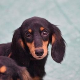 Bumblebee - Dachshund