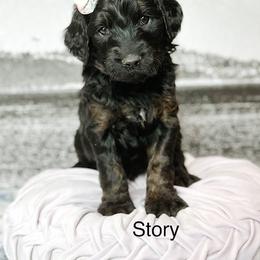 Story - Phantom female Goldendoodle puppy in Pasco, Washington from Camp Doodle Woods