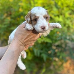 Grumpy - Parti male Goldendoodle puppy in Stockton, California from Port City Doodles