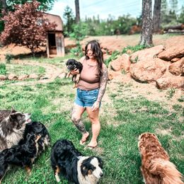 Miniature American Shepherd and Miniature Australian Shepherd Puppies from Whiskeytown Aussies