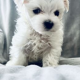 Boy 1 - Maltese puppy in Umatilla, Oregon from Rockin Rivers AKC Maltese & Malshi's
