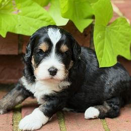 Pacific - Tri-color male Bernedoodle puppy in Russellville, Arkansas from Crossgate Doodles