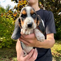 Gold Collar Male - Black brown and white male Basset Hound puppy in Lindley, New York from Hill Top Basset Hounds & Cane Corso
