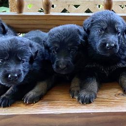 German Shepherds from Wildfire German Shepherds