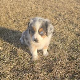 Boy 3 - Blue merle male Australian Shepherd puppy in Lakeland, Florida from Diamond P Australian Shepherds